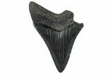 Partial, Fossil Megalodon Tooth - Serrated Edge #300141-1